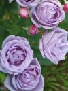 Роза плетистая Indigoletta (Индиголетта) - Image2