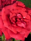 Роза плетистая Mushimara (Мушимара) - Image2