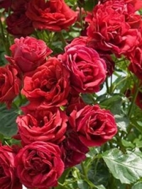 Роза плетистая Mushimara (Мушимара)
