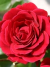 Роза плетистая Nahelglut (Нахеглут) - Image1