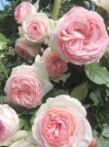 Роза плетистая Pierre de Ronsard (Пьер де Ронсар) - Image1