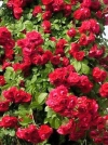 Роза плетистая Red Parfum (Ред Парфюм) - Image1