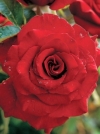 Роза плетистая Red Parfum (Ред Парфюм) - Image2