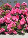 Роза почвопокровная Pink Carpet (Пинк Карпет) - Image1