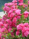 Роза почвопокровная Pink Carpet (Пинк Карпет) - Image2