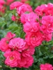 Роза почвопокровная Pink Carpet (Пинк Карпет)