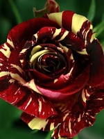 Роза чайно-гибридная Abrakadabra (Абракадабра)