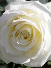 Роза чайно-гибридная Avalanche (Аваланж)