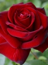 Роза чайно-гибридная Barkarole (Баркарола) - Image1