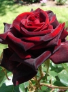 Роза чайно-гибридная Black Magic (Блэк Меджик) - Image2