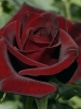 Роза чайно-гибридная Black Magic (Блэк Меджик)