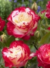Роза чайно-гибридная Double Delight (Дабл Дилайт) - Image1