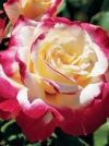 Роза чайно-гибридная Double Delight (Дабл Дилайт) - Image2