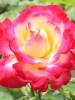 Роза чайно-гибридная Double Delight (Дабл Дилайт)