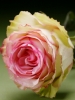 Роза чайно-гибридная Esperance (Эсперанс)