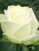 Роза чайно-гибридная Maroussia (Маруся)