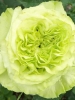 Роза чайно-гибридная Super Green (Супер Грин)