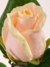 Роза чайно-гибридная Talea (Талея) - Image2