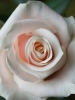 Роза чайно-гибридная Talea (Талея)