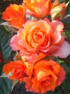 Роза чайно-гибридная Verano (Верано) - Image1