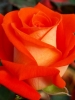 Роза чайно-гибридная Verano (Верано)