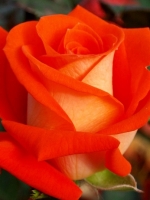Роза чайно-гибридная Verano (Верано)