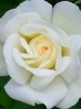 Роза чайно-гибридная Virginia (Верджиния)