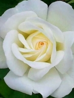 Роза чайно-гибридная Virginia (Верджиния)