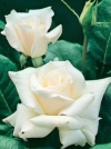 Роза чайно-гибридная White Symphonie (Вайт Симфони) - Image1