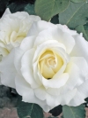 Роза чайно-гибридная White Symphonie (Вайт Симфони) - Image2