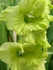 Гладиолус садовый Green Star (Грин Стар)