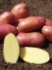 Картопля Еволюшн (2,5кг)