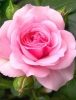 Роза чайно-гибридная Эйфель Тауэри