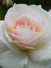 Роза чайно-гибридная Елена - Image1