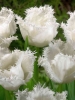 Тюльпан Бахромчатый Honeymoon (Ханимун)