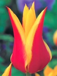 Тюльпан лілієподібний Synaeda King (Сінаеда Кінг)