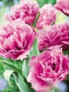 Тюльпан махрово-бахромчатый Matchpoint (Матчпоинт) - Image1