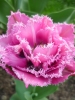Тюльпан махрово-бахромчастий Matchpoint (Матчпоінт)