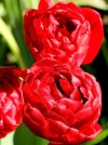 Тюльпан Махровый ранний Red Baby Doll (Ред Бейби Долл) - Image1
