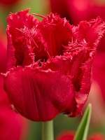 Тюльпан Многоцветковые Jetfire (Джетфаер)