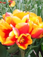 Тюльпан багатоквітковий Syracuse (Сіракуз)