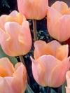 Тюльпан простий ранній Apricot Beauty (Ейпрікот Бьюті) - Image1