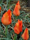 Тюльпан Введенського Tangerine Beauty (Тангерін Бюті) - Image1