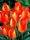 Тюльпан Введенського Tangerine Beauty (Тангерін Бюті) - Image2