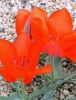 Тюльпан Введенского Tangerine Beauty (Тангерин Бьюти)