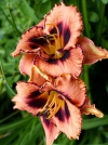 Лилейник гибридный Awesome Blossom (Осом Блоссом) - Image2