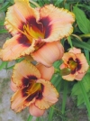 Лилейник гибридный Awesome Blossom (Осом Блоссом) - Image3