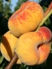 Персик Інжирний (Бельмондо)