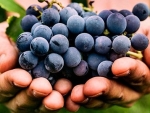 Добрива для винограду