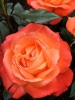 Роза чайно-гибридная Angelique (Анжелика)